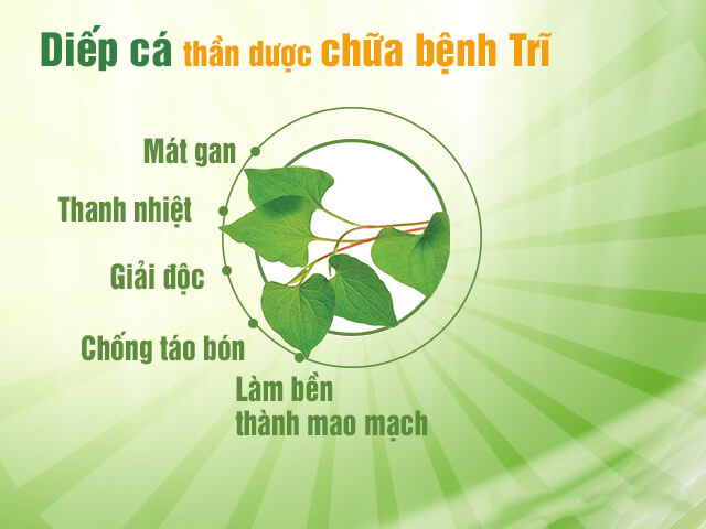 Rau diếp cá trị trĩ sau sinh rất tốt